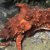 Animales Marinos &raquo; Moluscos